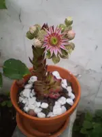 01.webp