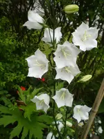 05.webp