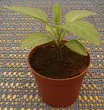 Et, 8 cm.webp