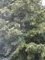 Baum(1).webp
