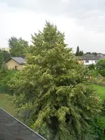 Baum(2).webp