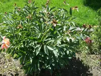 Bauernpfingstrose.webp