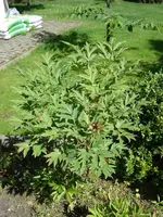 Strauchpfingstrose.webp