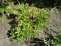 bauernpfingstrose 2.webp