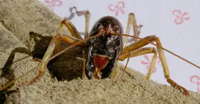 Weta  v.webp