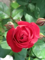 031.webp