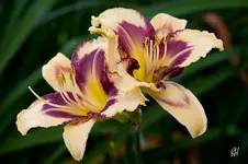 blog_2394_blueberry.webp