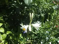 Lilien 072.webp