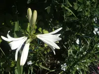 Lilien 076.webp
