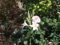 Lilien 107.webp