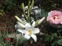 Lilien 110.webp