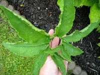 DSCN0048.webp
