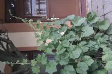 Blume.webp