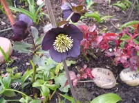 Schwarz.webp