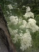 25062011357.webp
