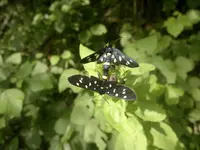 25062011387.webp