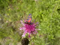 25062011385.webp