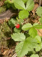 25062011366.webp