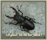 Gartenbesucher2.jpg