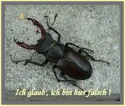 Gartenbesucher2.webp