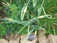 k-DSCF0094.webp