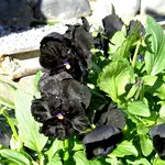 Copy of Open gardens 095.webp
