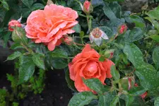 Betty Harkness.webp