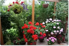 Geranien Terrasse.webp