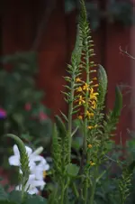 Ligungaria.webp