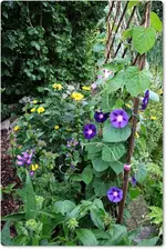 Winden.webp