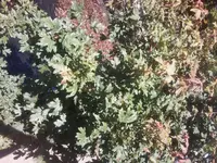 unbekannter baum2.webp