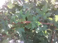 unbekannter baum1.webp