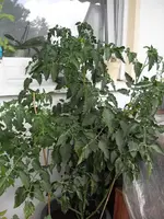 SDC10351.webp