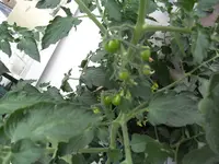 SDC10353.webp