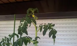 2011-06-26 12.32.17.webp
