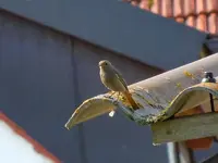 Rotschwänzchen133.webp