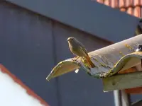 Rotschwänzchen134.webp
