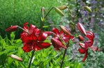 Lillium Americana1_kleiner.jpg