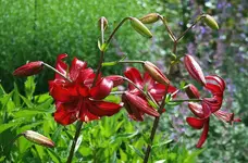 Lillium Americana1_kleiner.webp