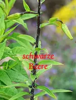 Lilienart mit schwarzen Beeren2_mit Text.webp