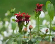 rote Monarde2_kleiner.webp