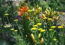gelbe Schafgarbe und lachsfarbene Lilie_kleiner.webp