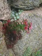 Semp2_kleiner.webp