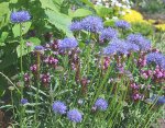 Scabiosa mit Braunelle1_kleiner.jpg