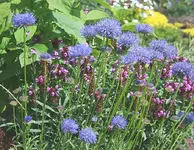Scabiosa mit Braunelle1_kleiner.webp