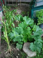 Zucchini_Süßmais.webp
