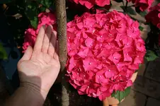 rote Hortensie im Größenvergleich_kleiner.webp