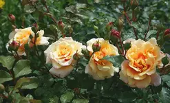 Caramella wie Perlen auf der Schnur_kleiner.webp