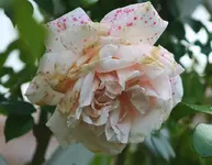 Penny Lane mit roten Sprenkeln_kleiner.webp