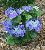 blaue Tellerhortensie_kleiner.webp